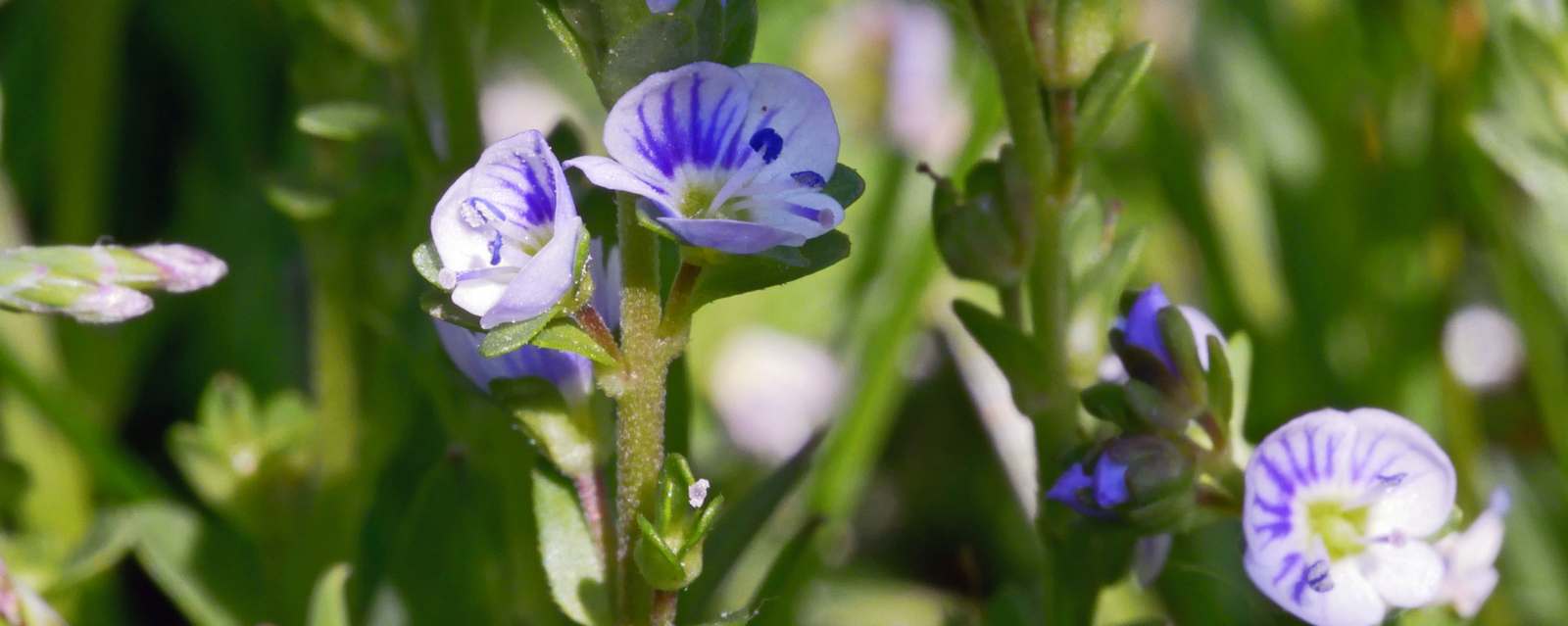 musterkirchen-blaue-blume